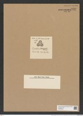 Triceratium stolterfolhii Tr. et Witt. (de-Toni-Nr.: Genus 140, Species 3984) Zeichnungen Sammlung Grunow Nr. 7459 (NHMW-BOT-W0376553)